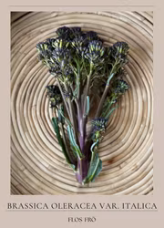 Sparrisbroccoli - Violet, EKO