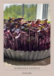 Microgrönt - Rädisa Rosso EKO