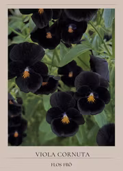 Minipensé - Back to Black