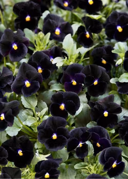 Minipensé - Back to Black