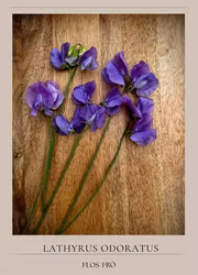 Luktärt - Winter Sunshine Midblue