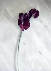 Luktärt - Winter Sunshine Navy