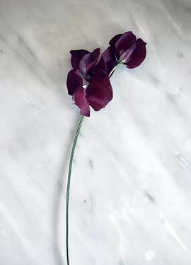 Luktärt - Winter Sunshine Navy