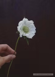 Höstvädd - Fama White