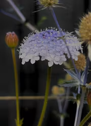 Spetsblomma - Lace Blue