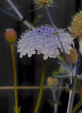 Spetsblomma - Lace Blue