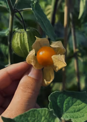 Physalis - Kapkrusbär
