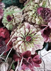 Zinnia - Queen Red Lime