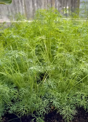 Dill - Ella