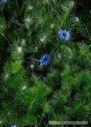 Jungfrun i det gröna - Miss Jekyll light blue
