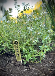 Planteringsskylt - Timjan