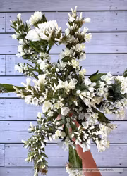 Risp - White