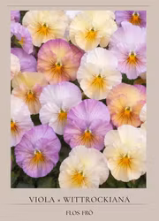 Pensé - Inspire Peach F1