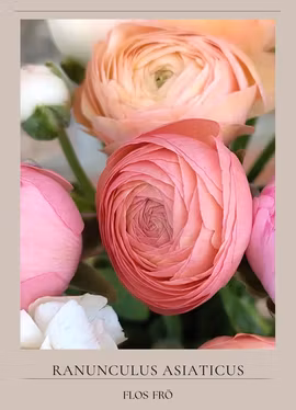 Franska ranunkel - Amandine Pastel Mixture