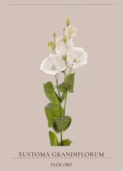 Prärieklocka - Alissa 2 Pure White F1