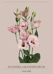 Prärieklocka -  Aube 3 Light Pink F1