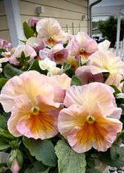 Pensé - Inspire Peach F1