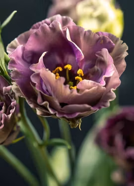 Prärieklocka - Rosanne 1 Black Pearl F1