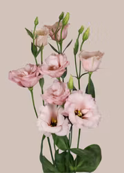 Prärieklocka -  Aube 3 Light Pink F1