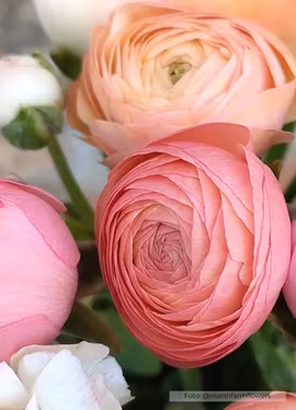 Franska ranunkel - Amandine Pastel Mixture