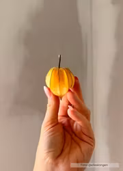 Physalis - Kapkrusbär