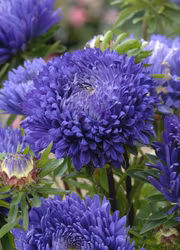 Aster - King Size Mid Blue