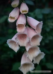 Fingerborgsblomma - Dottie Peach