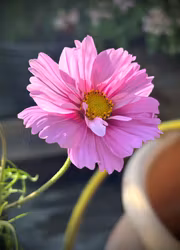 Rosenskära - Fizzy Pink Dark Centre