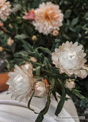 Jätteeternell - White