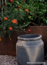 Linnétagetes - Burning Embers
