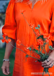 Luktärt - Spring Sunshine Orange