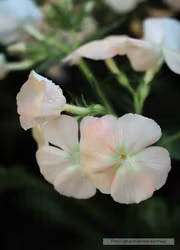 Phlox - Beauty Coral Reef