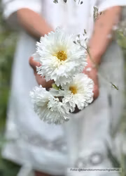 Rosenskära - Double Click Snowpuff