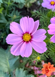 Rosenskära - Sonata Pink Blush