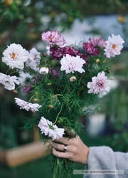 Rosenskära - Double Click Violet Bicolour
