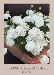 Spetsblomma - Lace White