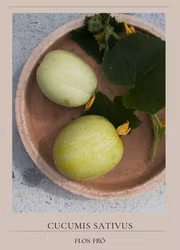 Äppelgurka - Lemon