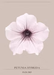 Petunia -Tidal Wave Silver F1