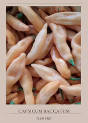 Chili - Aji Melocoton
