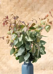 Eukalyptus - Red Gum