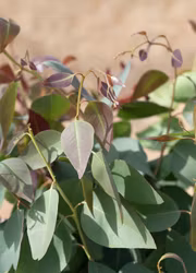 Eukalyptus - Red Gum