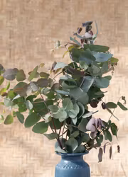 Eukalyptus -Bimble Box