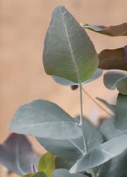 Eukalyptus -Bimble Box