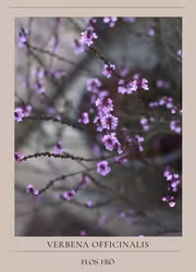 Verbena - Bampton