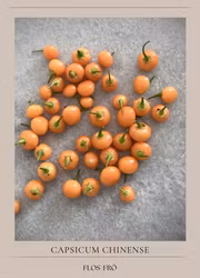 Chili - Aji Charapita Peach