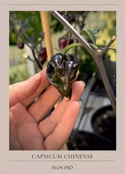 Chili - 7 pot Purple