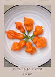 Chili - Zebrange
