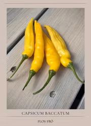 Chili - Aji Pineapple Large