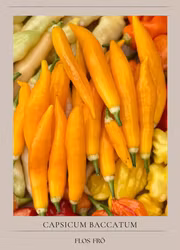 Chili - Aji Challuaruro Amarillo