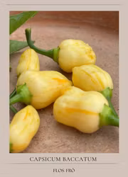 Chili - Aji Auricolor